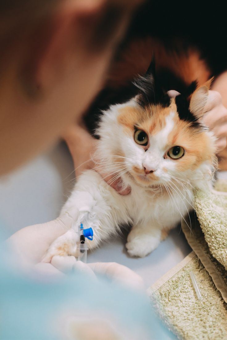 Clínica veterinária — cliente do nicho pet